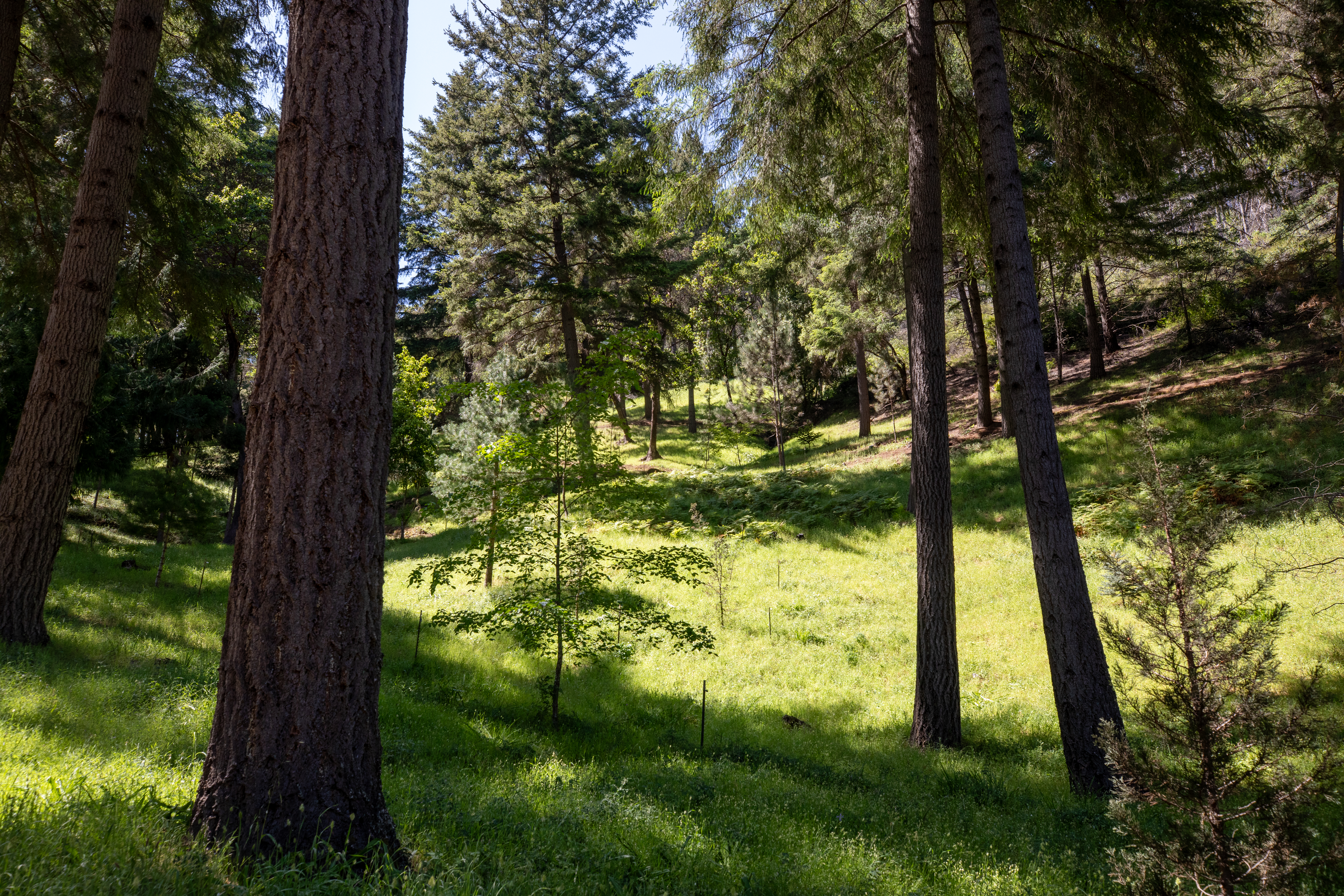  18900 Armstrong Woods Road, Guerneville, CA 95446 - 物件實景