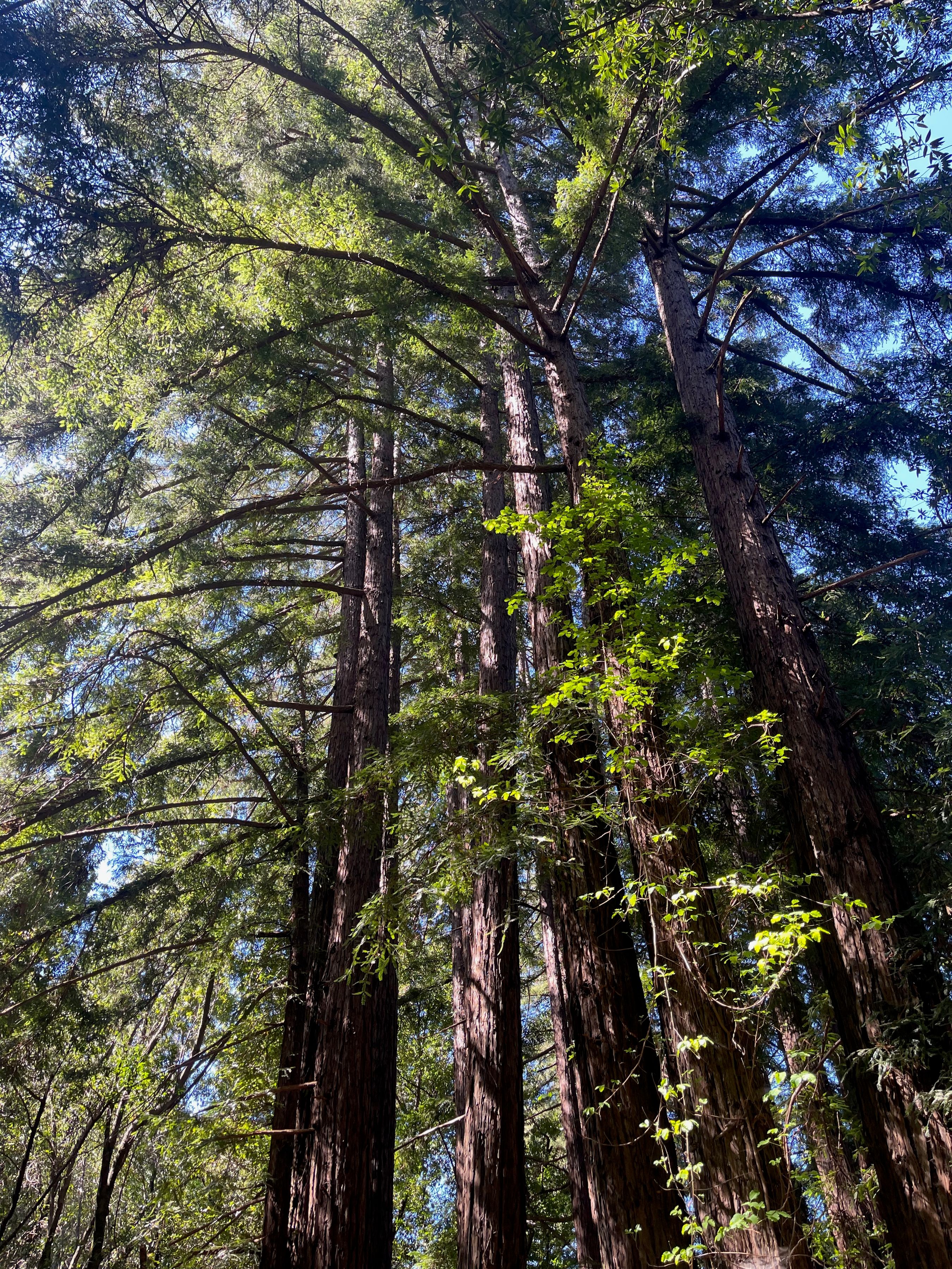  0 Sycamore Cyn Road - 物件實景