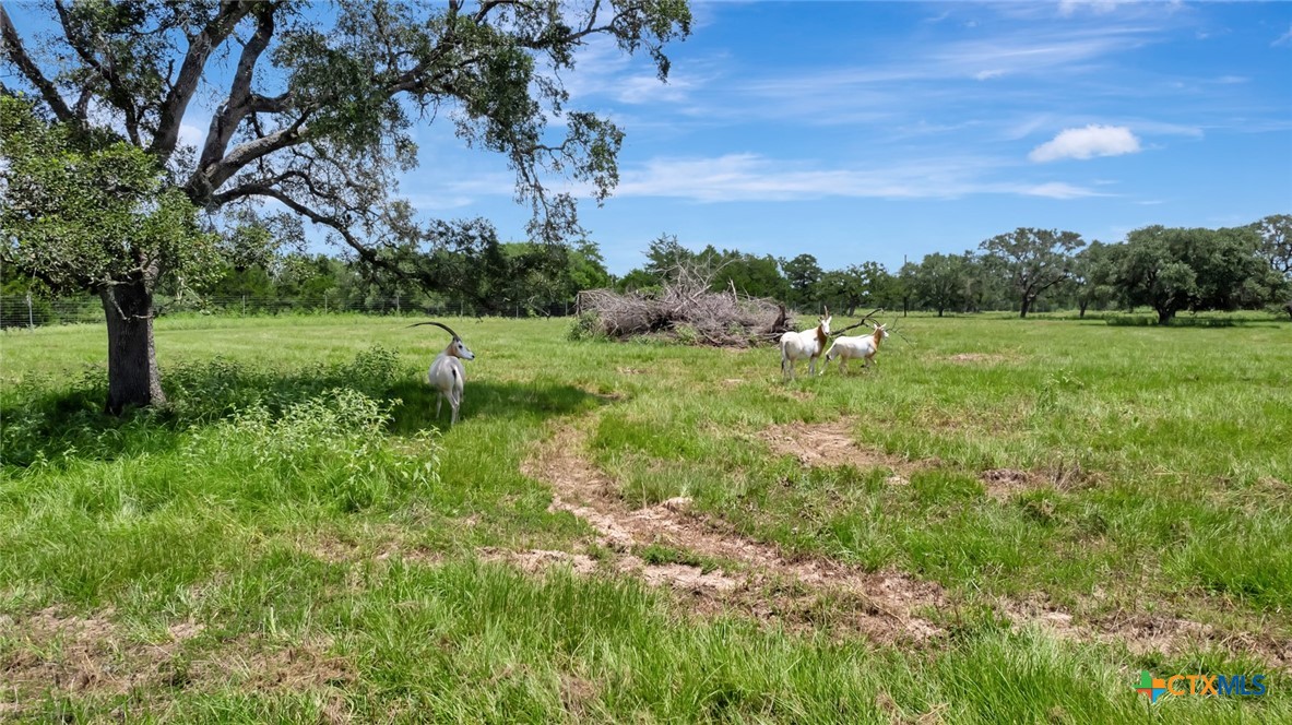 13320 US Highway 77, Hallettsville, Texas, 77964, United States, ,Land,For Sale,13320 US Highway 77,1614755