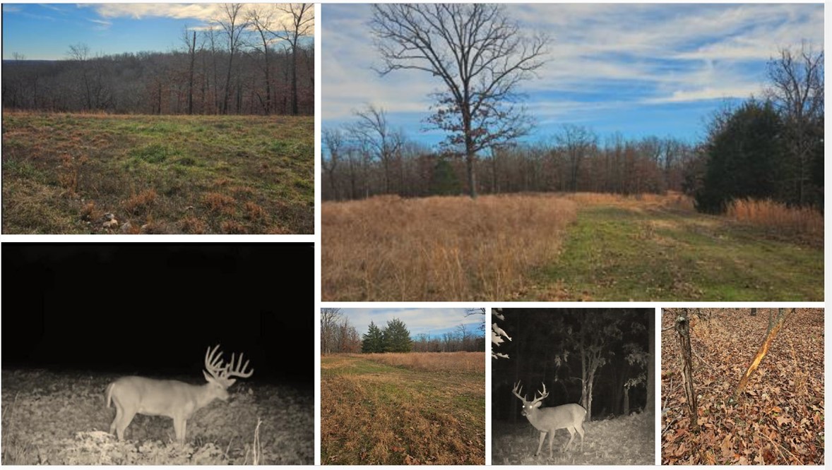 Noel, Missouri, 64854, United States, ,Land,For Sale,1785483