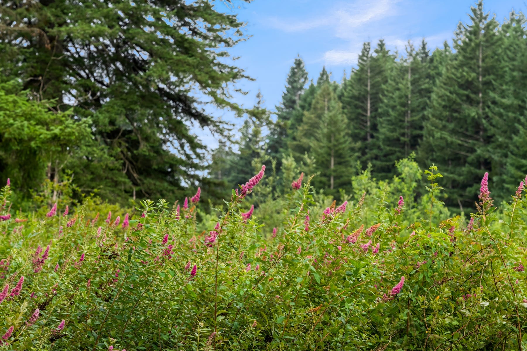  3832 NE CAVITT RD Camas, WA 98607 - 物件實景