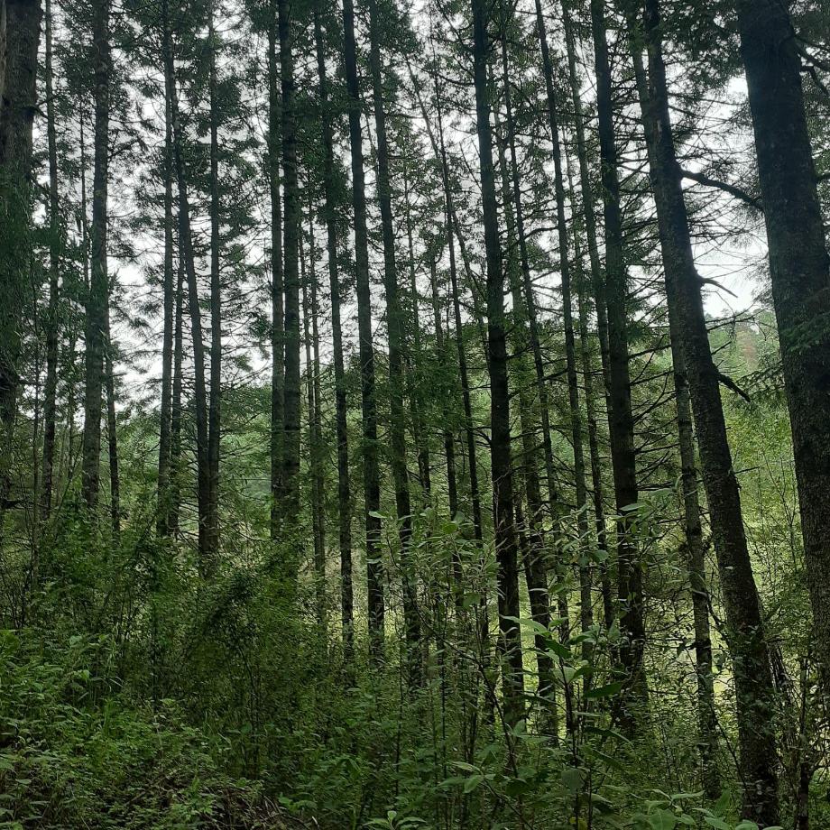 Mineral del Chico, Hidalgo, 42120, Mexico, 1 Bedroom Bedrooms, ,Residential,For Sale,1958011