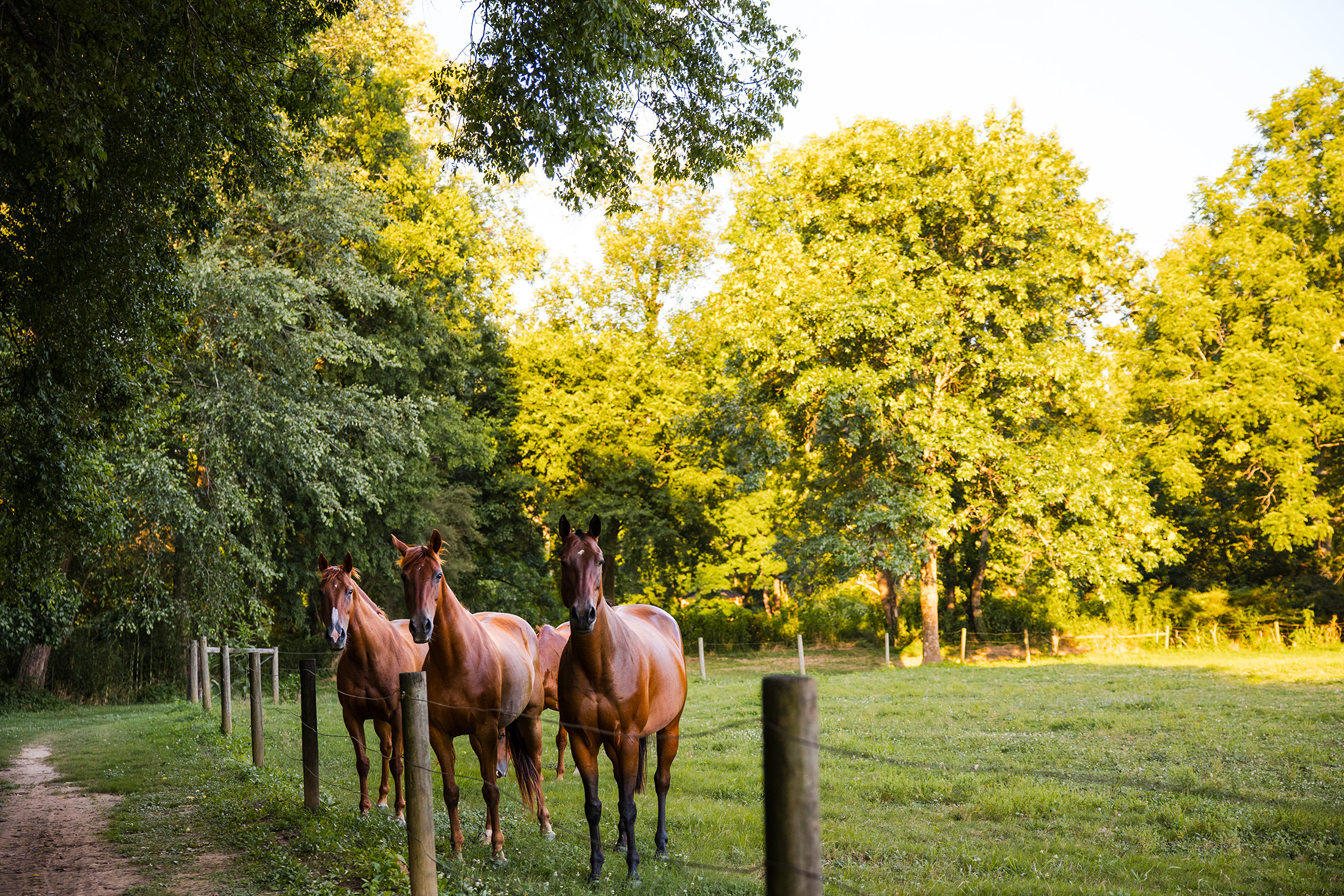  Rare Equestrian Facility with Prestigious Address - 物件實景