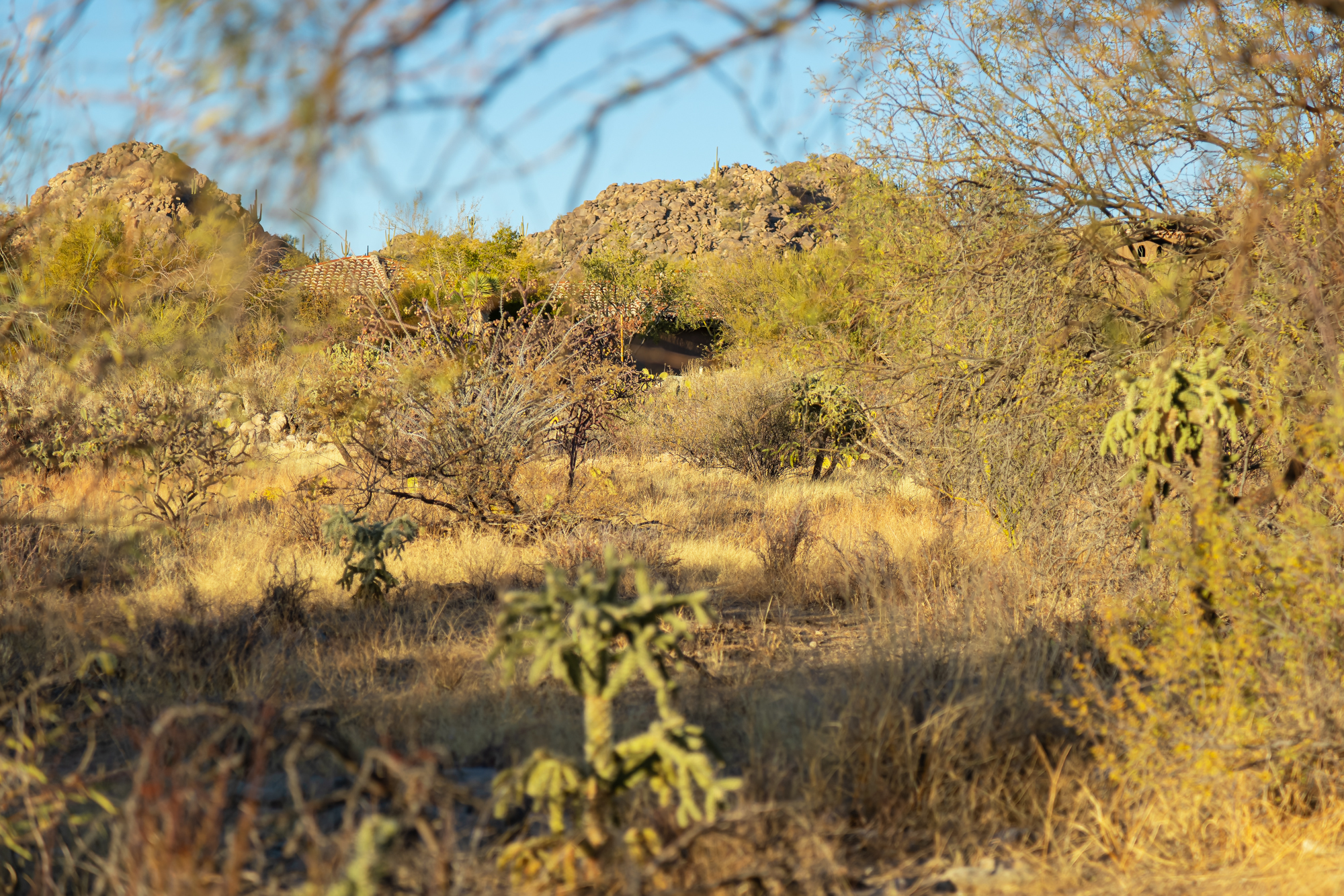  14191 N Giant Saguaro Place¦Oro Valley, AZ - 物件實景