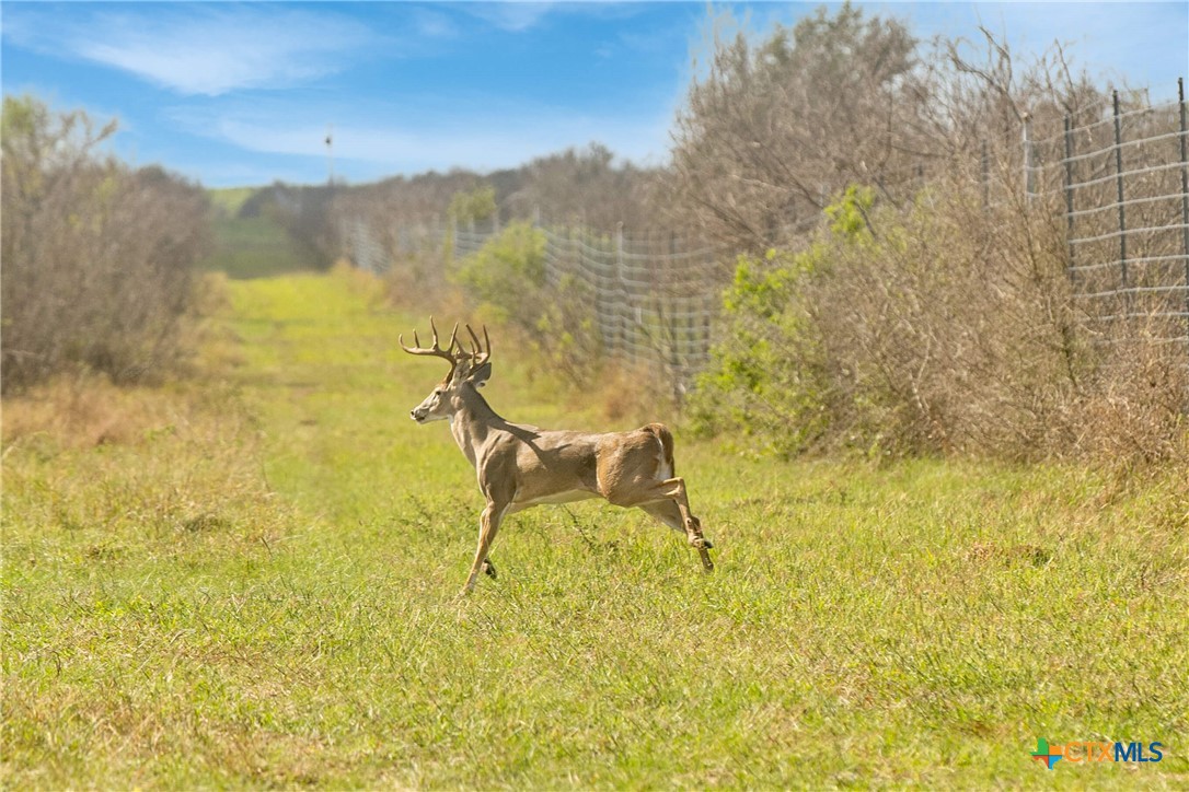 Tivoli, Texas, 77990, United States, ,Land,For Sale,1996181