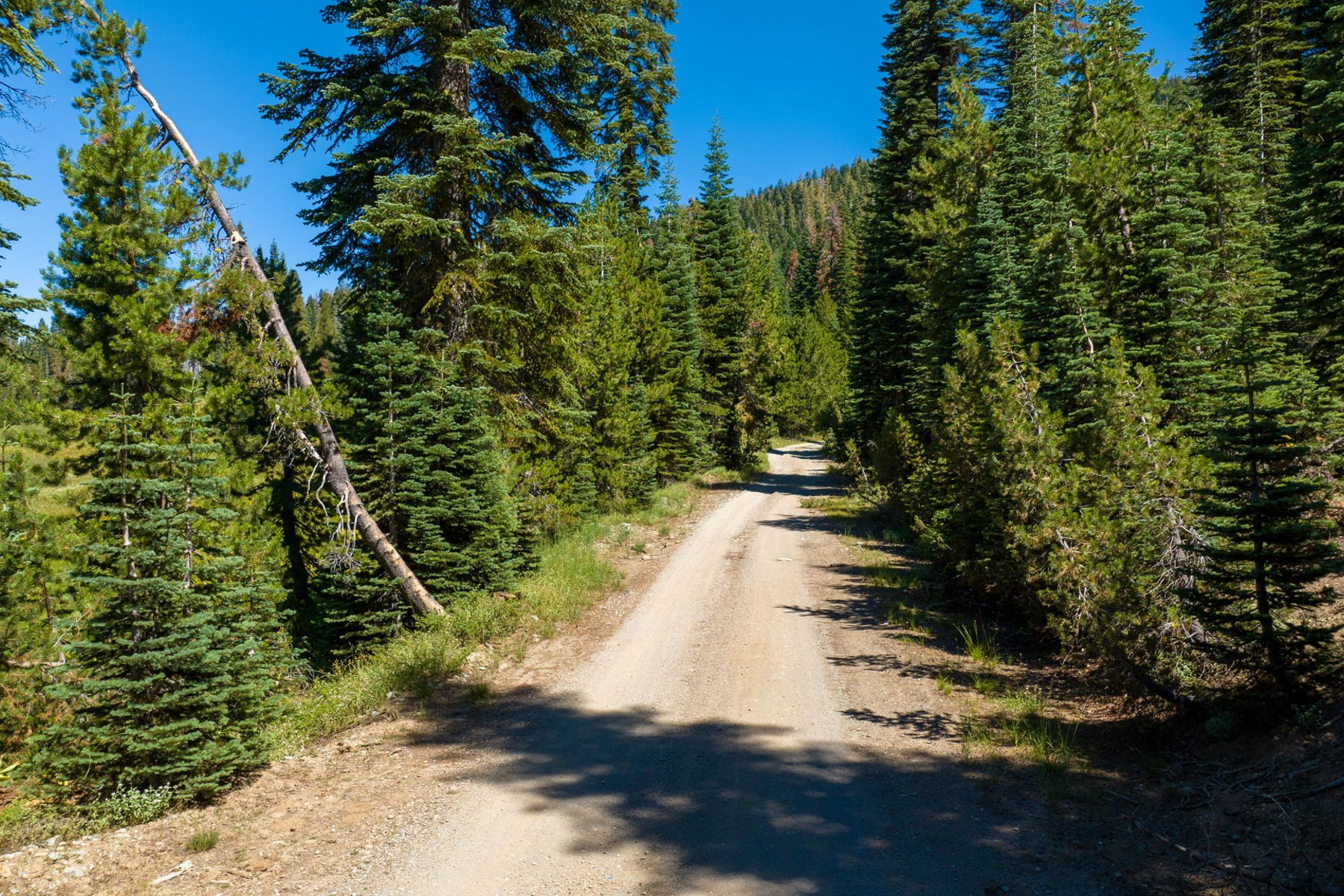  80 Acres of Pristine Land in the Middle of Plumas Eureka State Park - 物件實景
