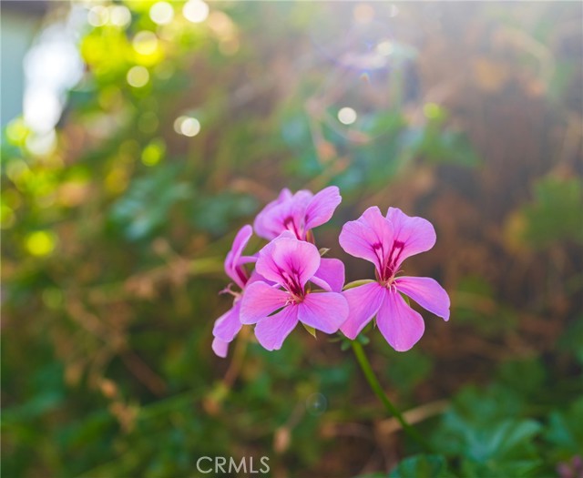 Anaheim, California, 92805, United States, 2 Bedrooms Bedrooms, ,1 BathroomBathrooms,Residential,For Sale,1986125