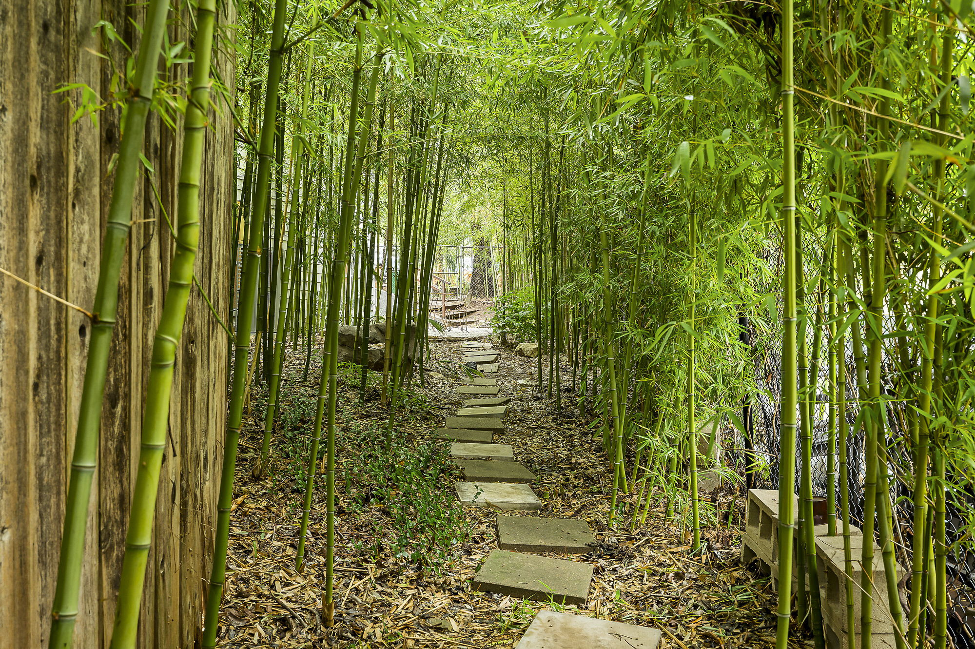  Historic East Austin Compound with Artistic Soul - 物件實景