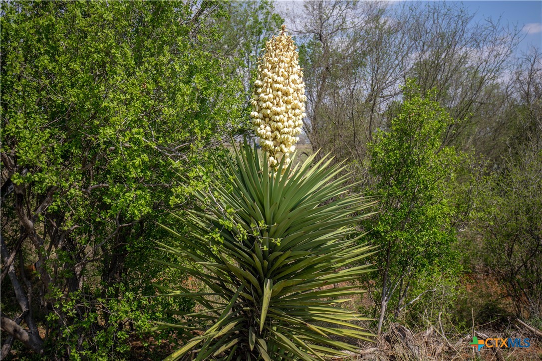 Jourdanton, Texas, 78026, United States, ,Residential,For Sale,1951381