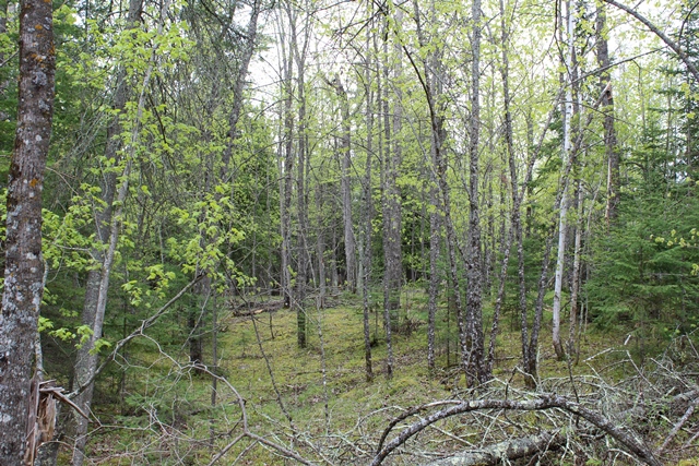 Deer River, Minnesota, 56636, United States, ,Land,For Sale,1974863