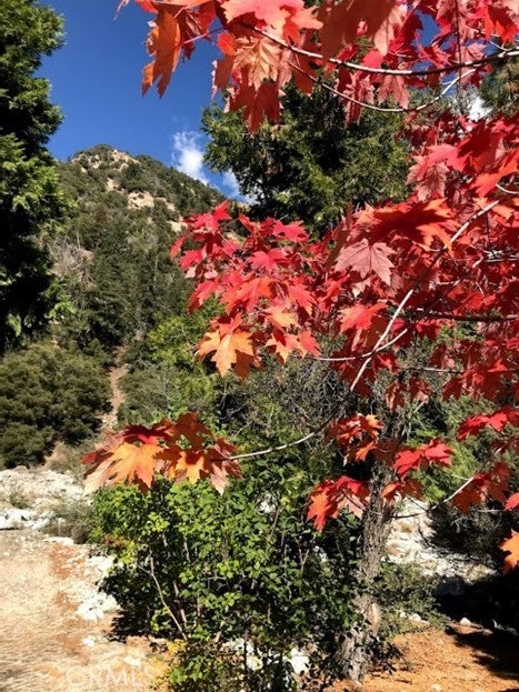 Forest Falls, California, 92339, United States, 2 Bedrooms Bedrooms, ,3 BathroomsBathrooms,Residential,For Sale,1928200