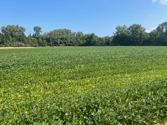 New Buffalo, Michigan, 49117, United States, ,Land,For Sale,1999087