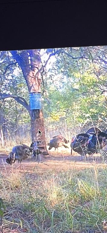 Chico, Texas, 76431, United States, ,Land,For Sale,1975530