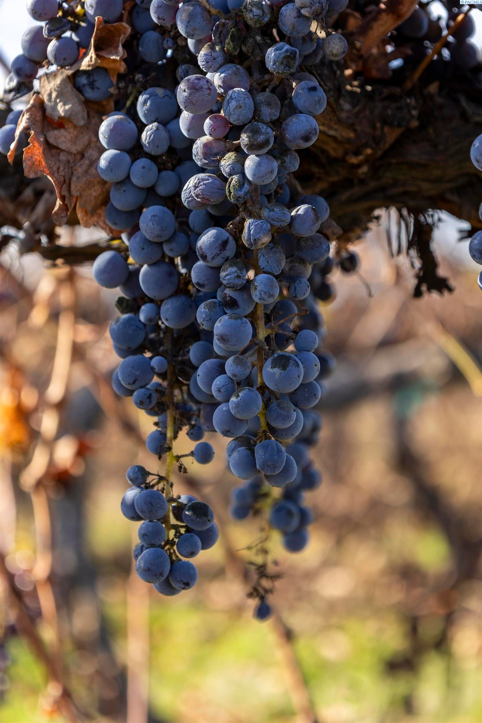 Pasco, Washington, 99301, United States, 2 Bedrooms Bedrooms, ,1 BathroomBathrooms,Residential,For Sale,1997990