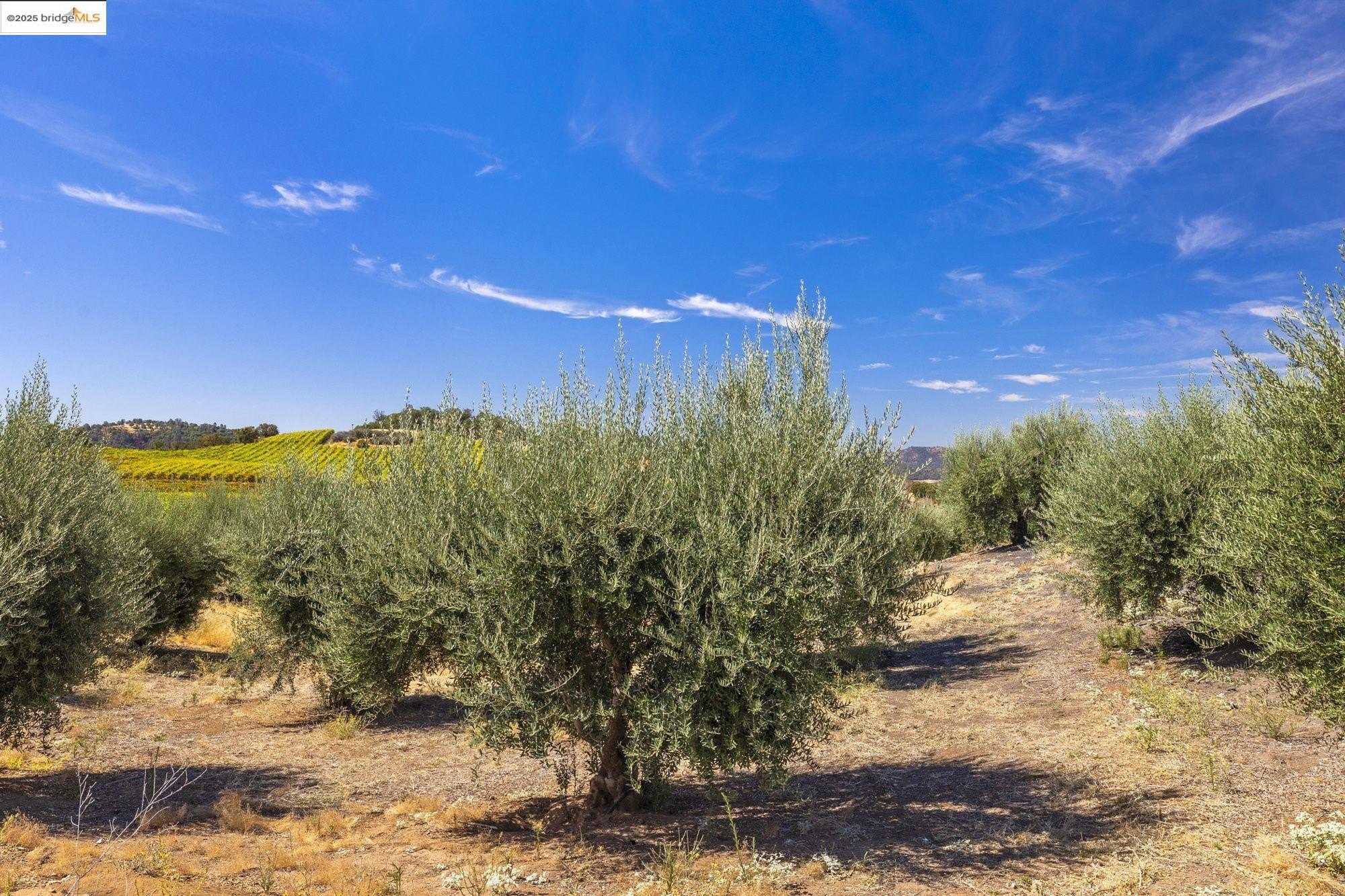 Murphys, California, 95247, United States, ,Land,For Sale,1975931