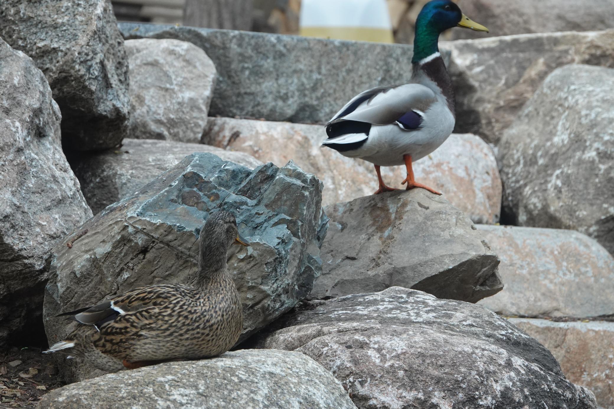 Lakeville, Minnesota, 55044, United States, 4 Bedrooms Bedrooms, ,3 BathroomsBathrooms,Residential,For Sale,1963667