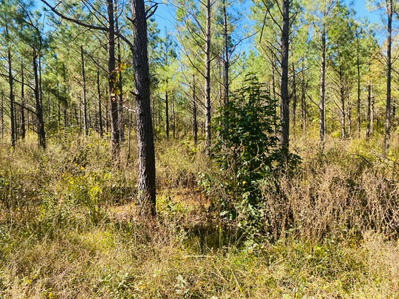 Mena, Arkansas, 71953, United States, ,Land,For Sale,1973758