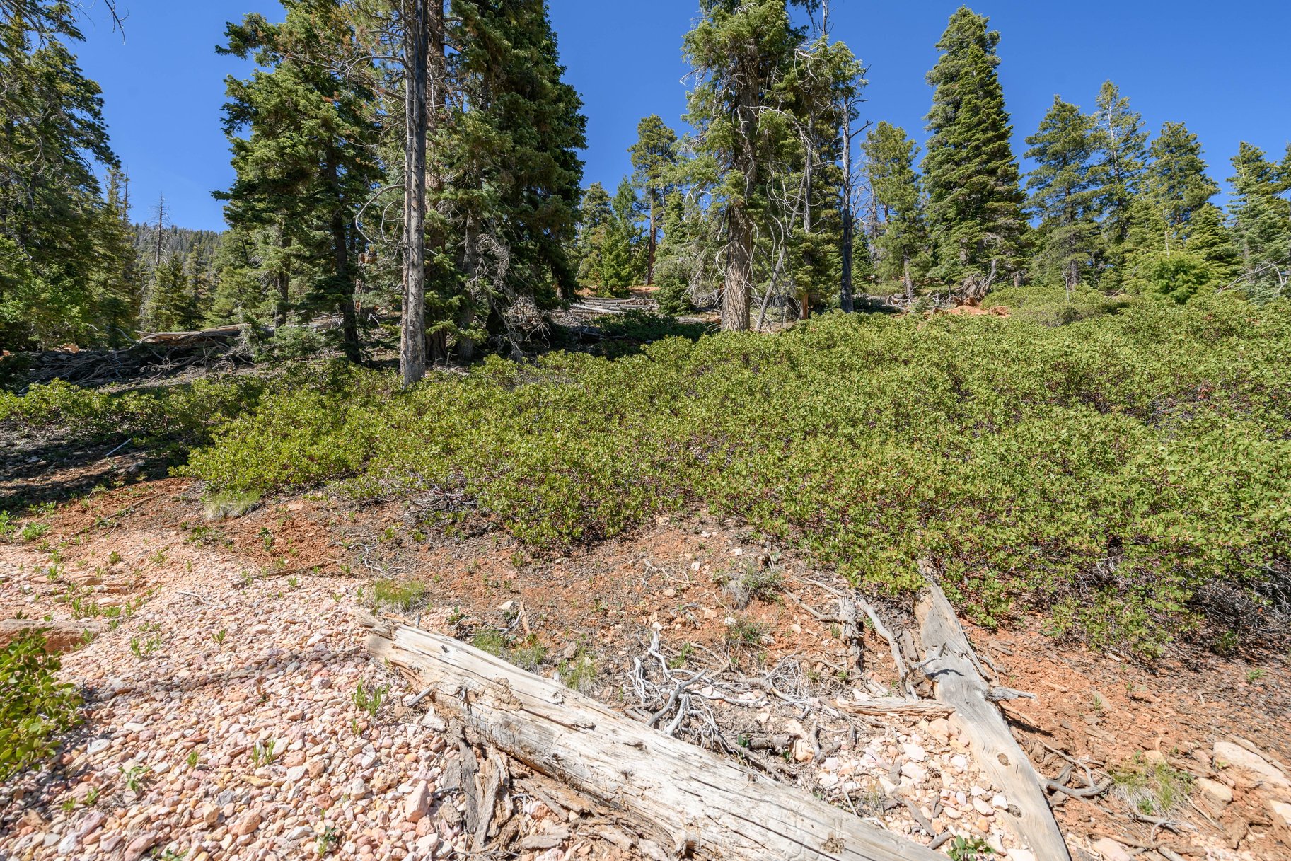  Quiet Mountain Retreat Near Navajo Lake - 物件實景