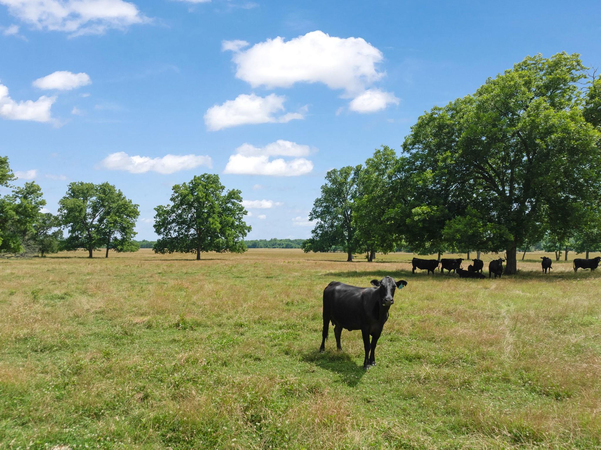 Pattonville, Texas, 75468, United States, ,Land,For Sale,1990194