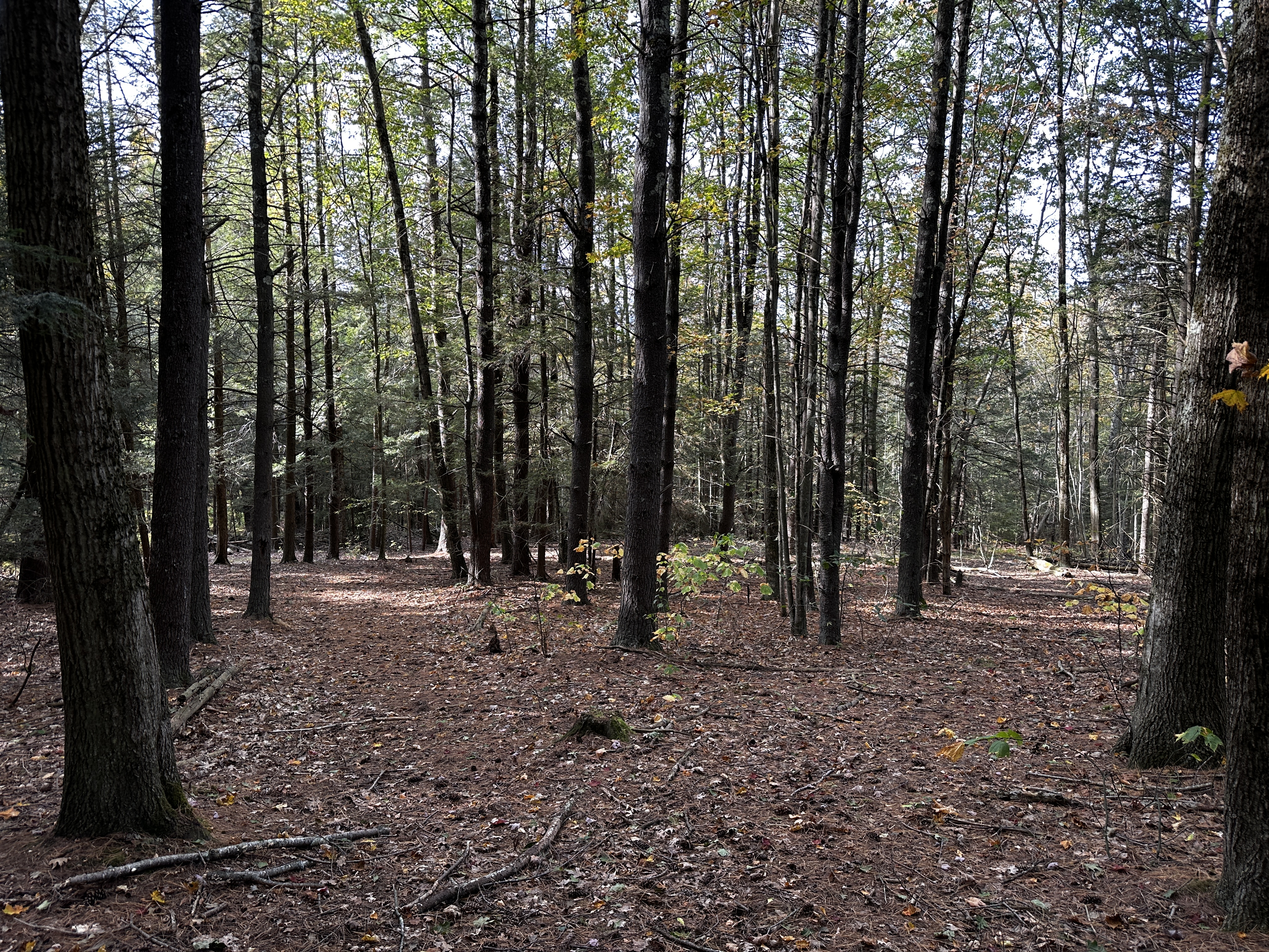  000000 Norfolk Road - 物件實景