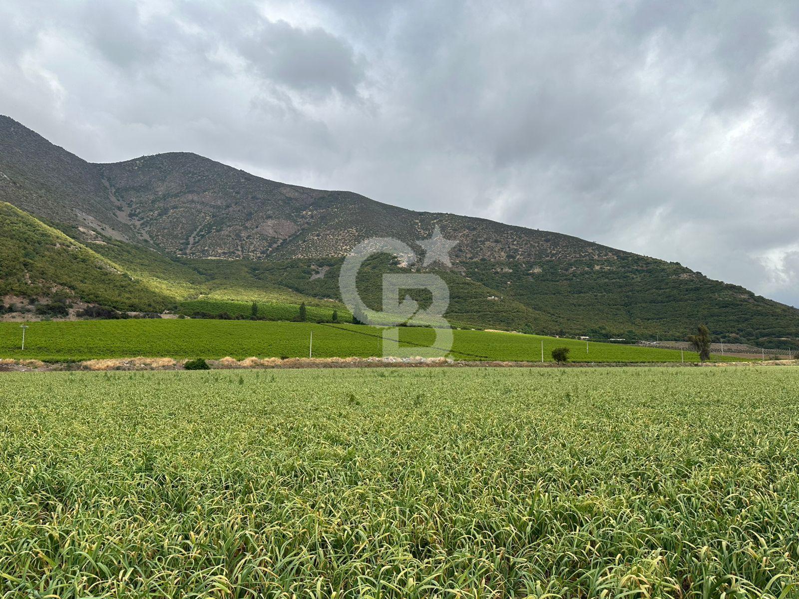 Catemu, Chile, ,Residential,For Sale,1991169