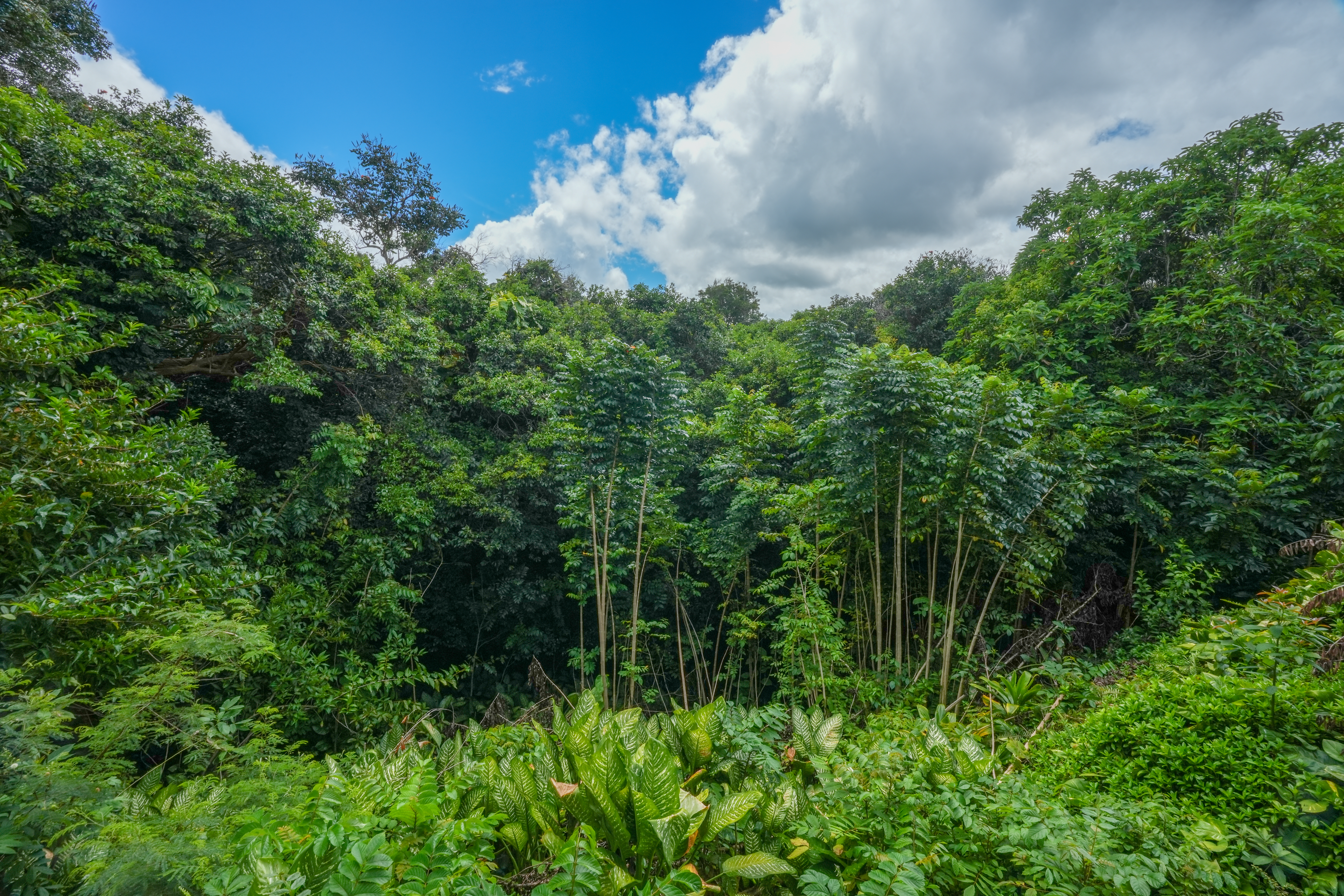  5301 Ka Haku Rd. Unit# 101 Princeville, HI, 96722 - 物件實景