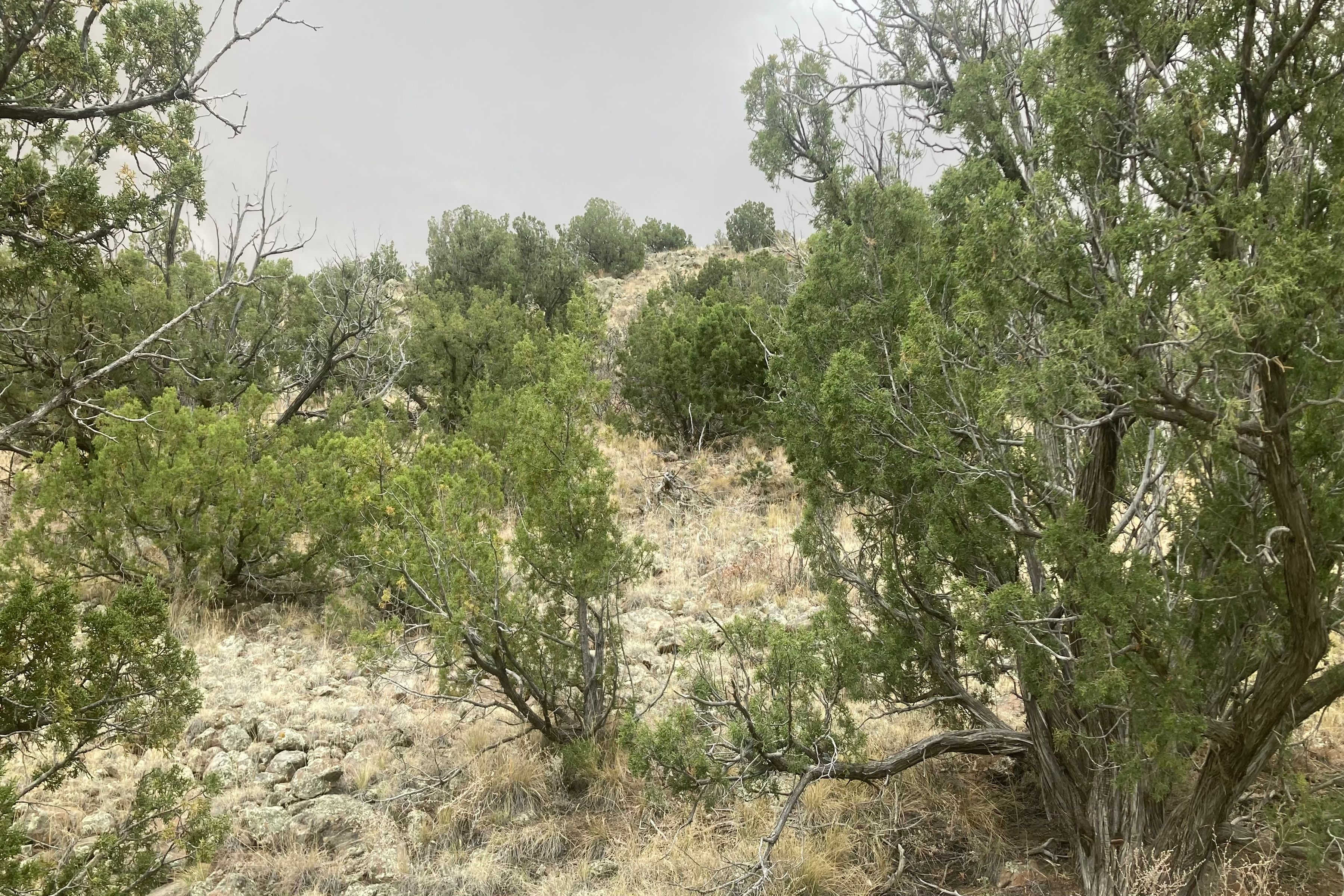  0 Land In Cerrillos T 15n R 8e S31., E 1/2-, Nw 1/4 - 物件實景