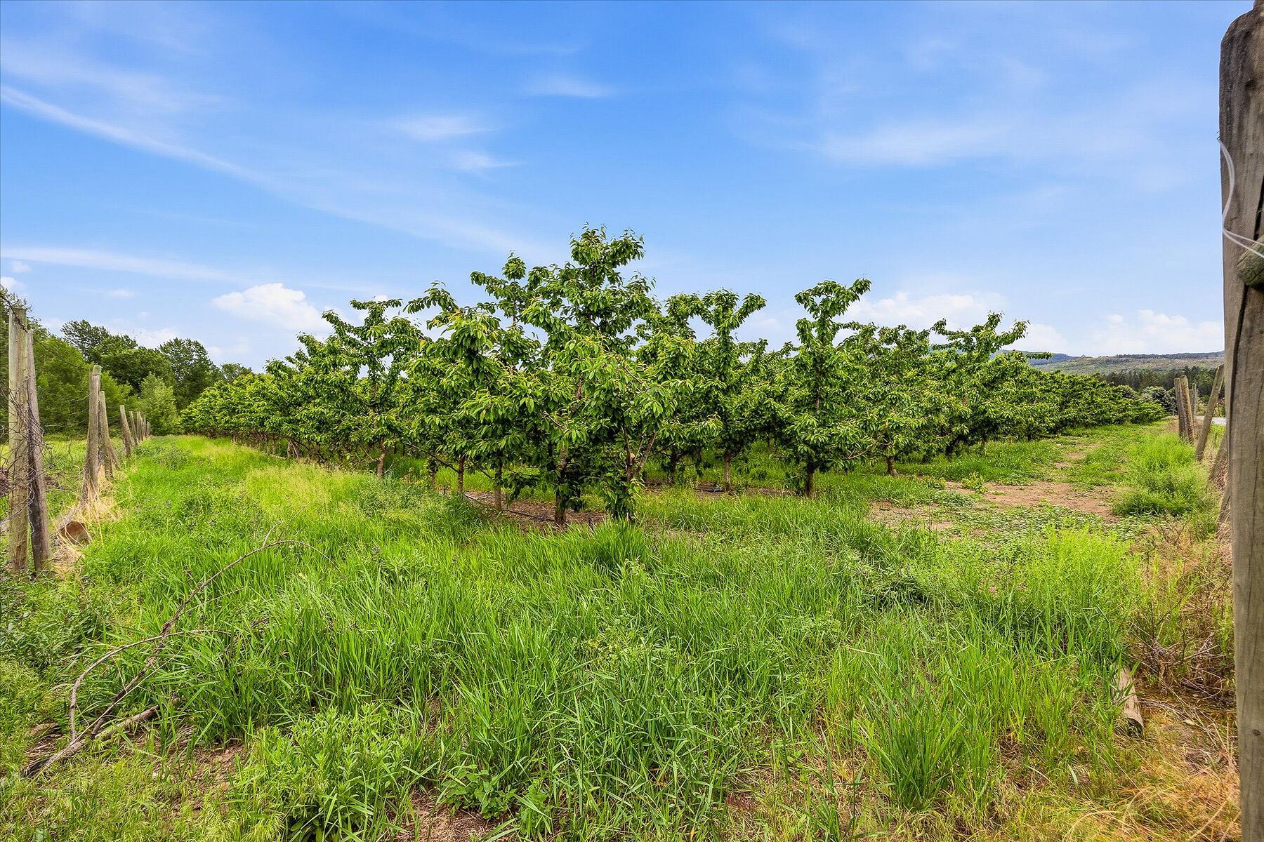  17.66 Acre Cherry Orchard - 物件實景