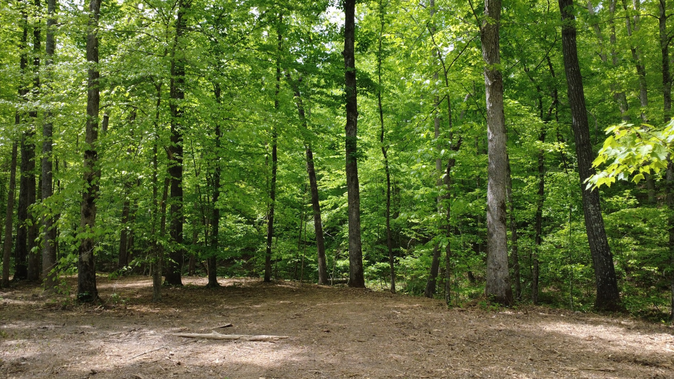  7948 Daugherty Capley Rd, Primm Springs, TN, 38476 - 物件實景