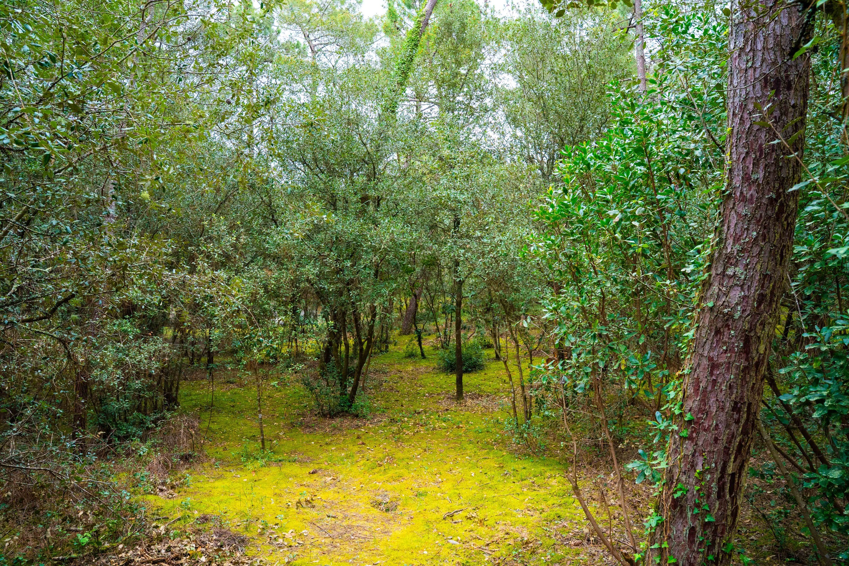  EXCEPTIONAL 1550 SQM PLOT PARK OF THE PALMYRE RESIDENCE - 物件實景