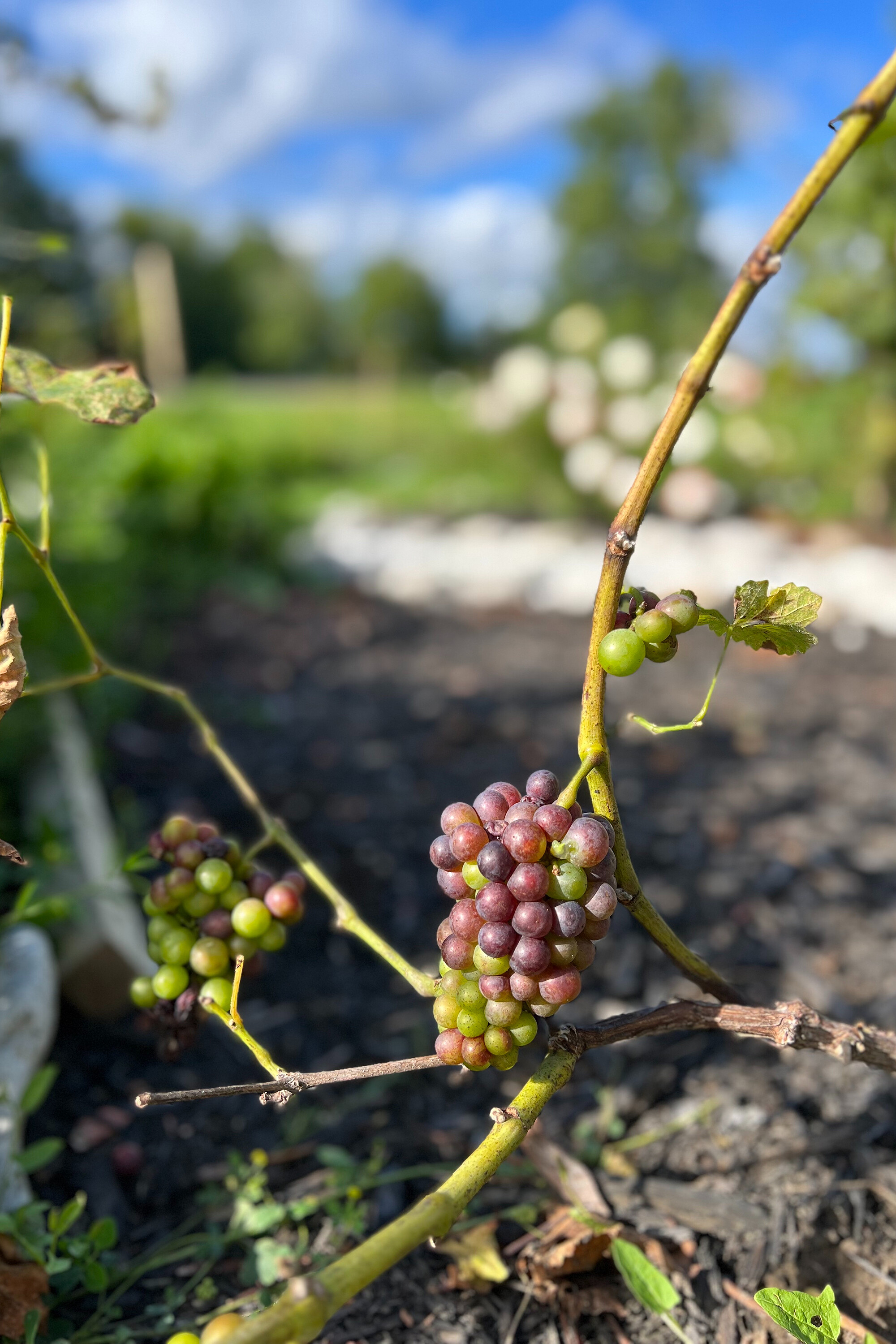  Prince Edward County - 物件實景