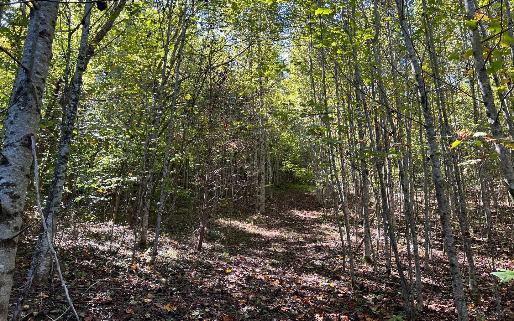 Hayesville, North Carolina, 28904, United States, ,Residential,For Sale,1943293