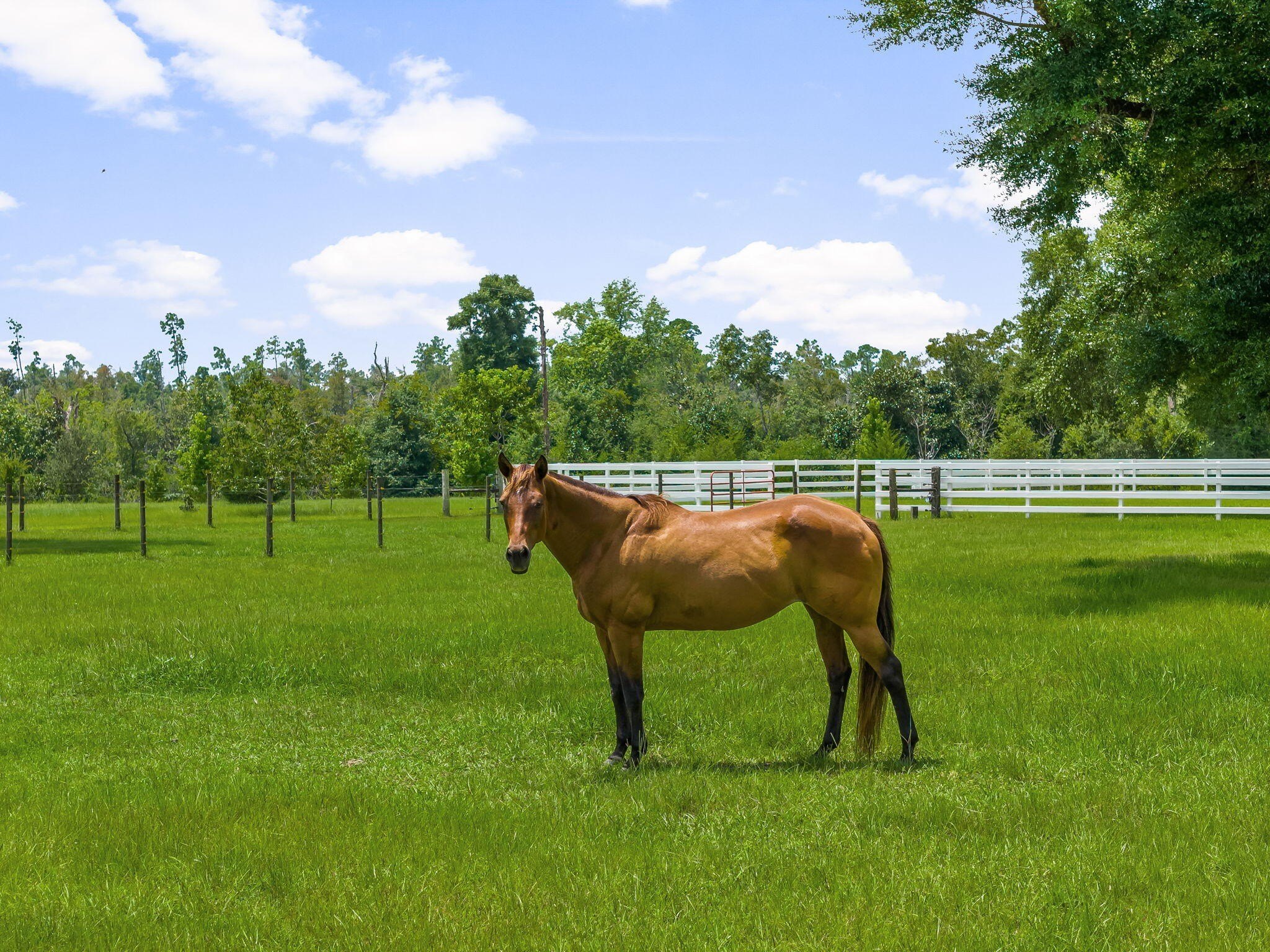 Youngstown, Florida, 32466, United States, 6 Bedrooms Bedrooms, ,6 BathroomsBathrooms,Residential,For Sale,1981831