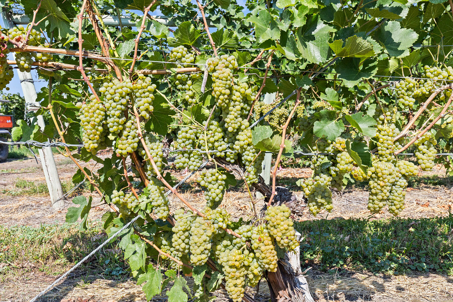  Boutique Okanagan Winery - 物件實景