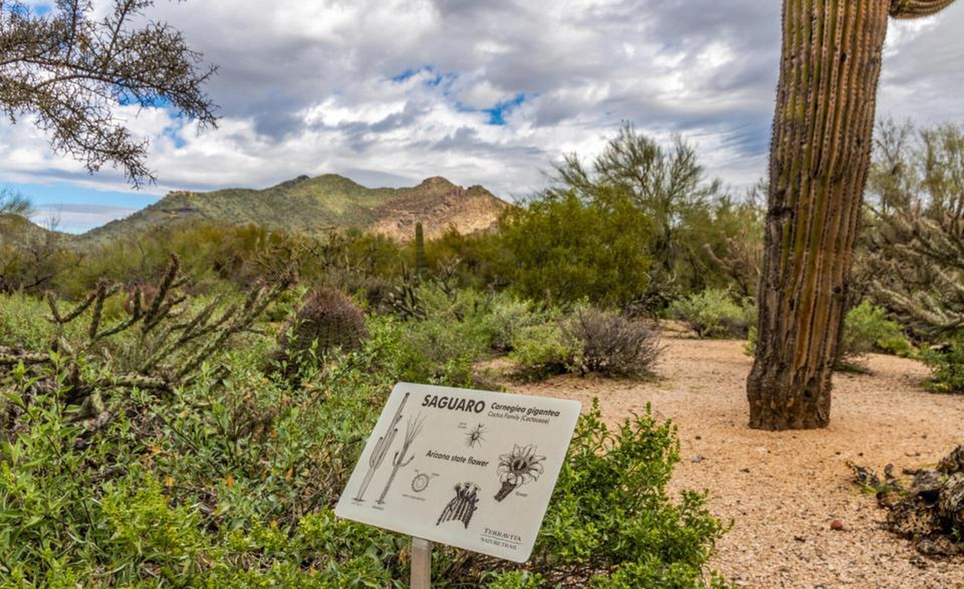  6708 East Soaring Eagle Way  Scottsdale, AZ - 物件實景