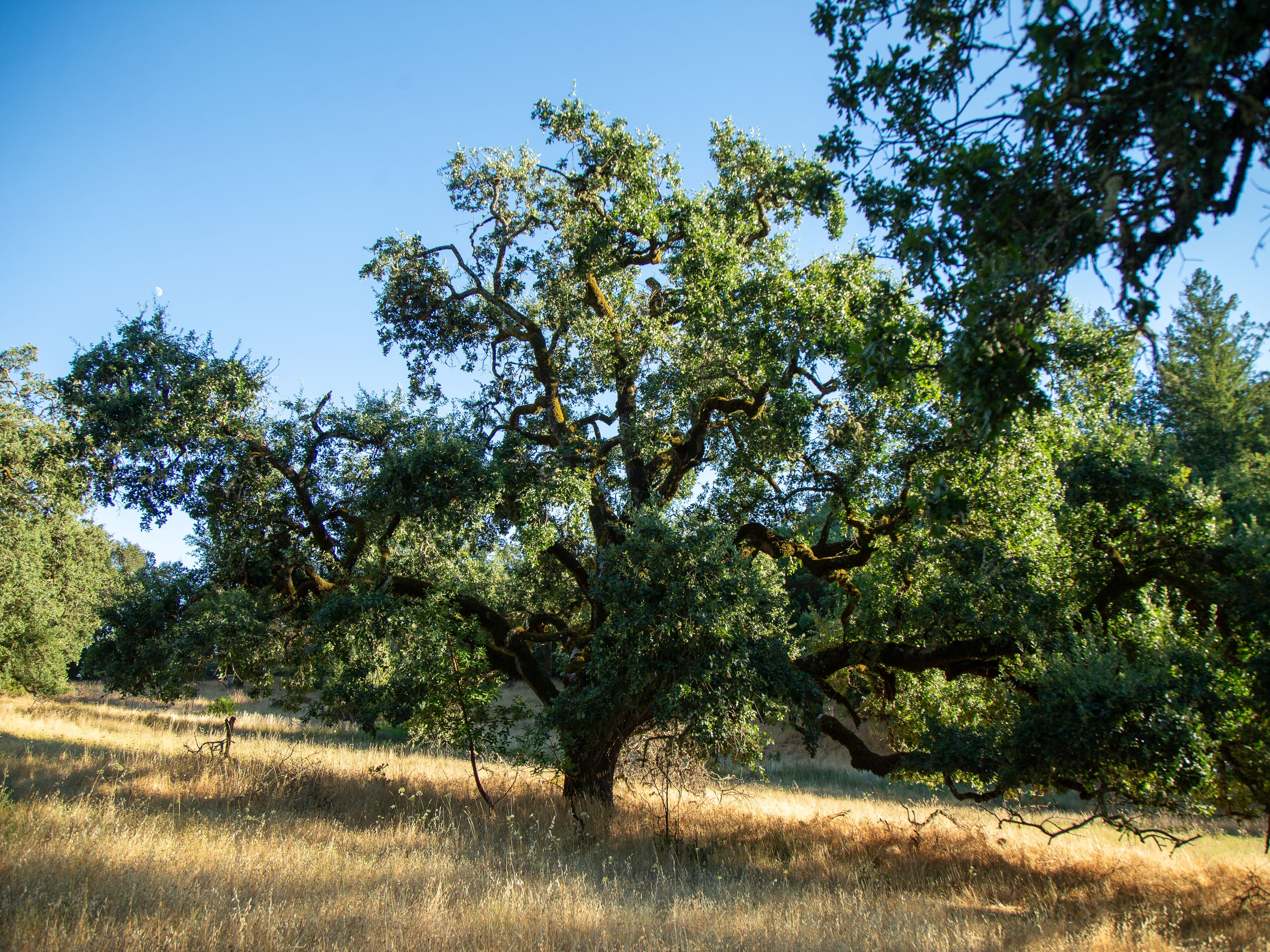  Very Rare Opportunity Alexander Valley Ranch - 物件實景