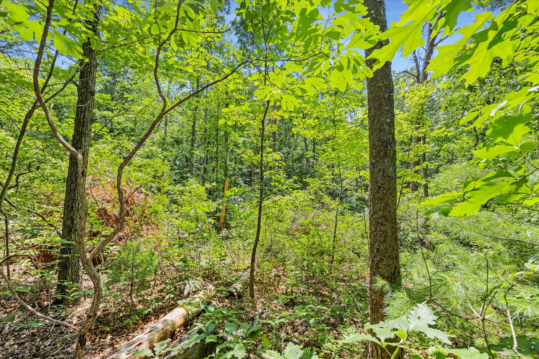  14 Alsace Way, Travelers Rest, SC 29690 - 物件實景