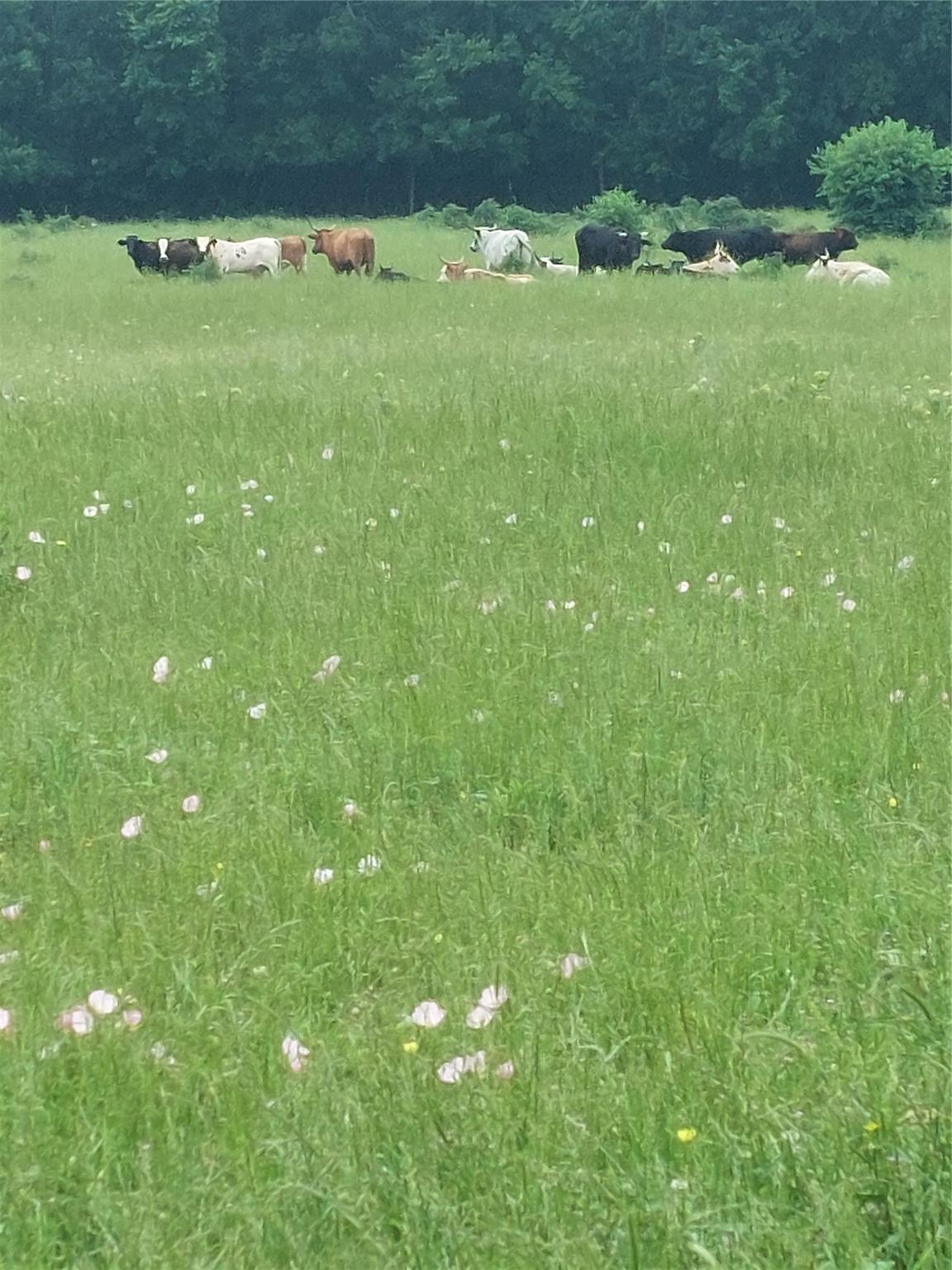 Commerce, Texas, 75428, United States, ,Land,For Sale,1980085