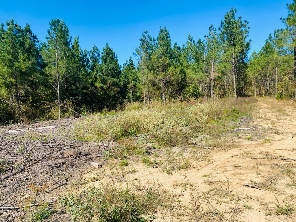 Mena, Arkansas, 71953, United States, ,Land,For Sale,1973758