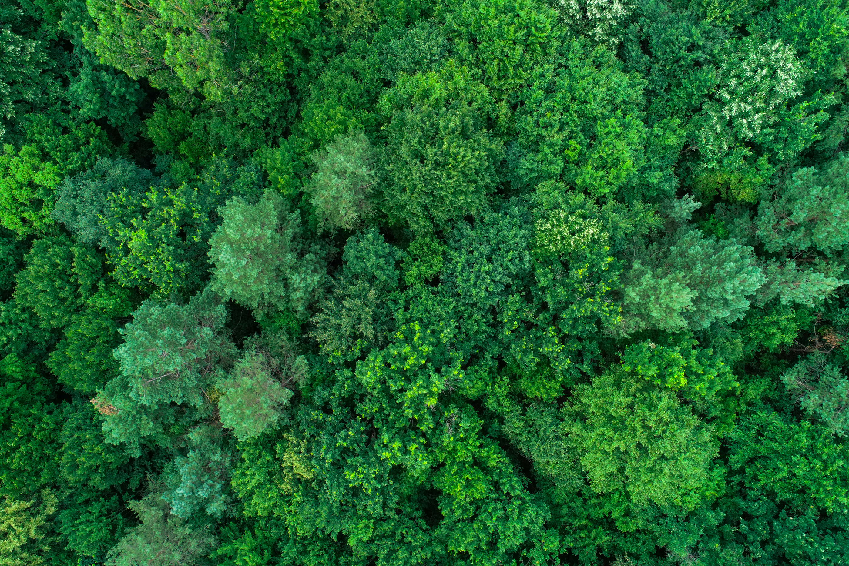  Villa with a 19-Hectare Private Estate on the Edge of the Forest - 物件實景