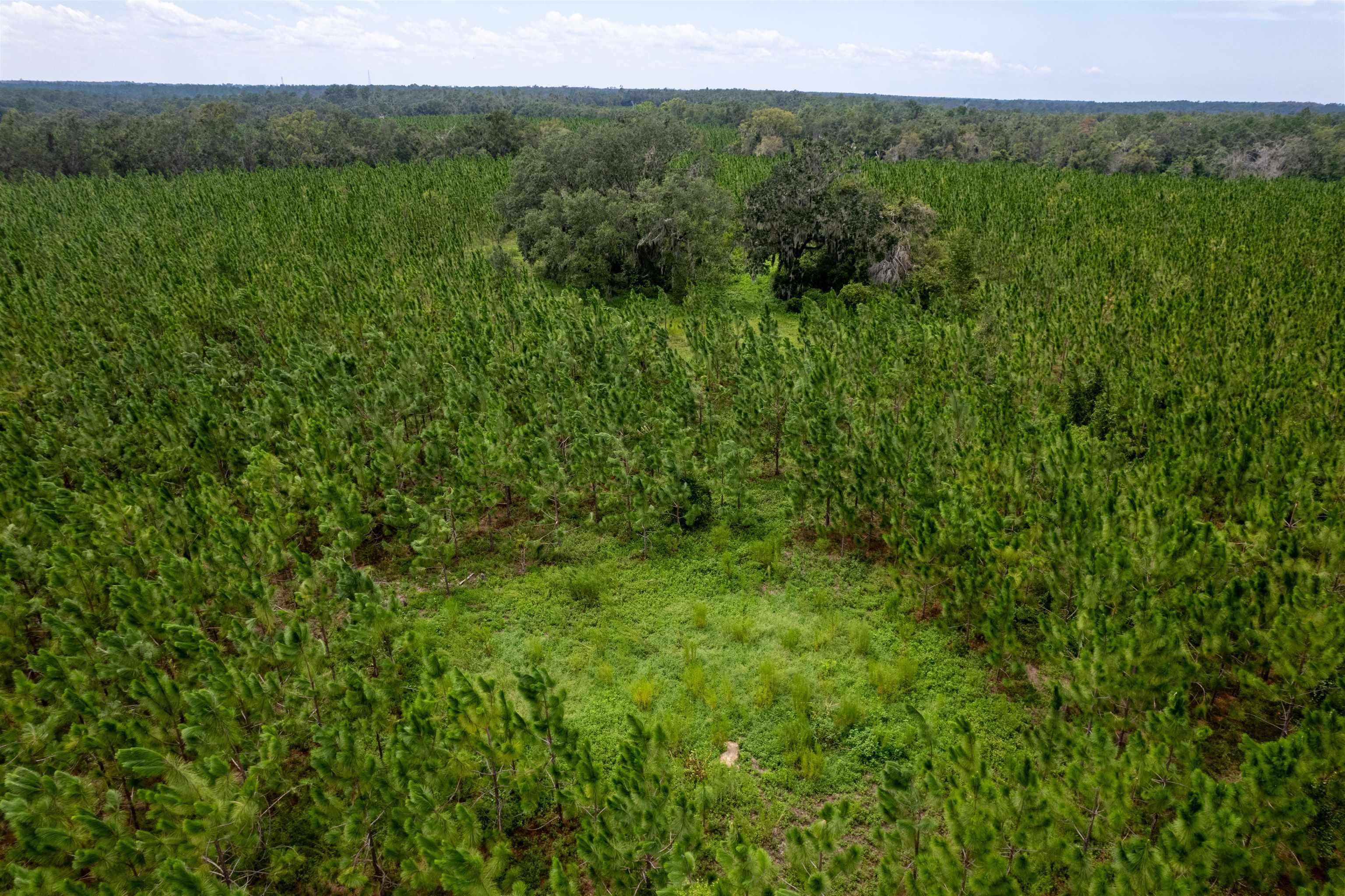 xxx Ne Geranium Street, Madison, Florida, 32340, United States, ,Land,For Sale,xxx Ne Geranium Street,1671968