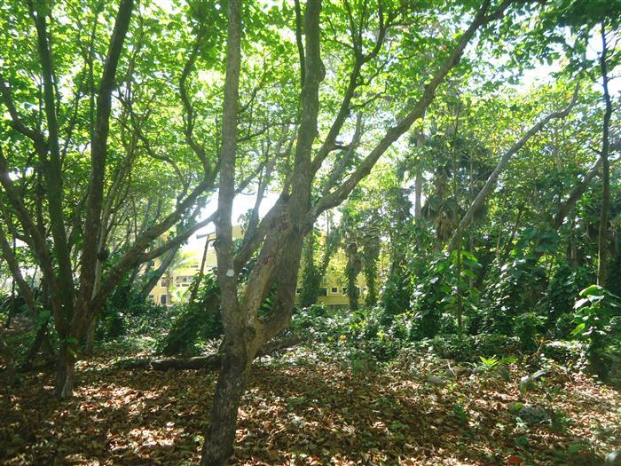 Cabarete, DO, ,Land,For Sale,927965