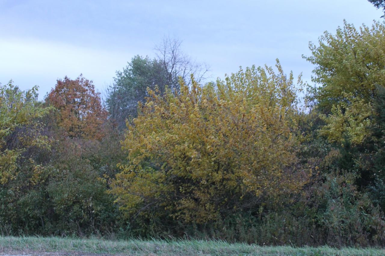 Elburn, Illinois, 60119, United States, ,Land,For Sale,1900855