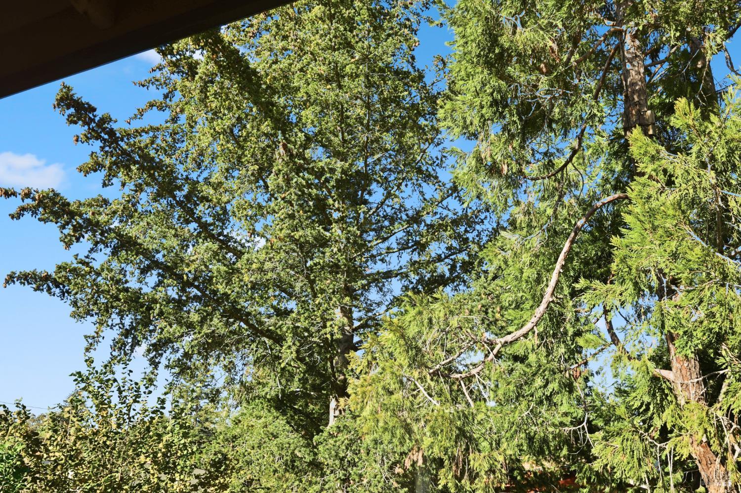 Santa Rosa, California, 95404, United States, 3 Bedrooms Bedrooms, ,2 BathroomsBathrooms,Residential,For Sale,2001731