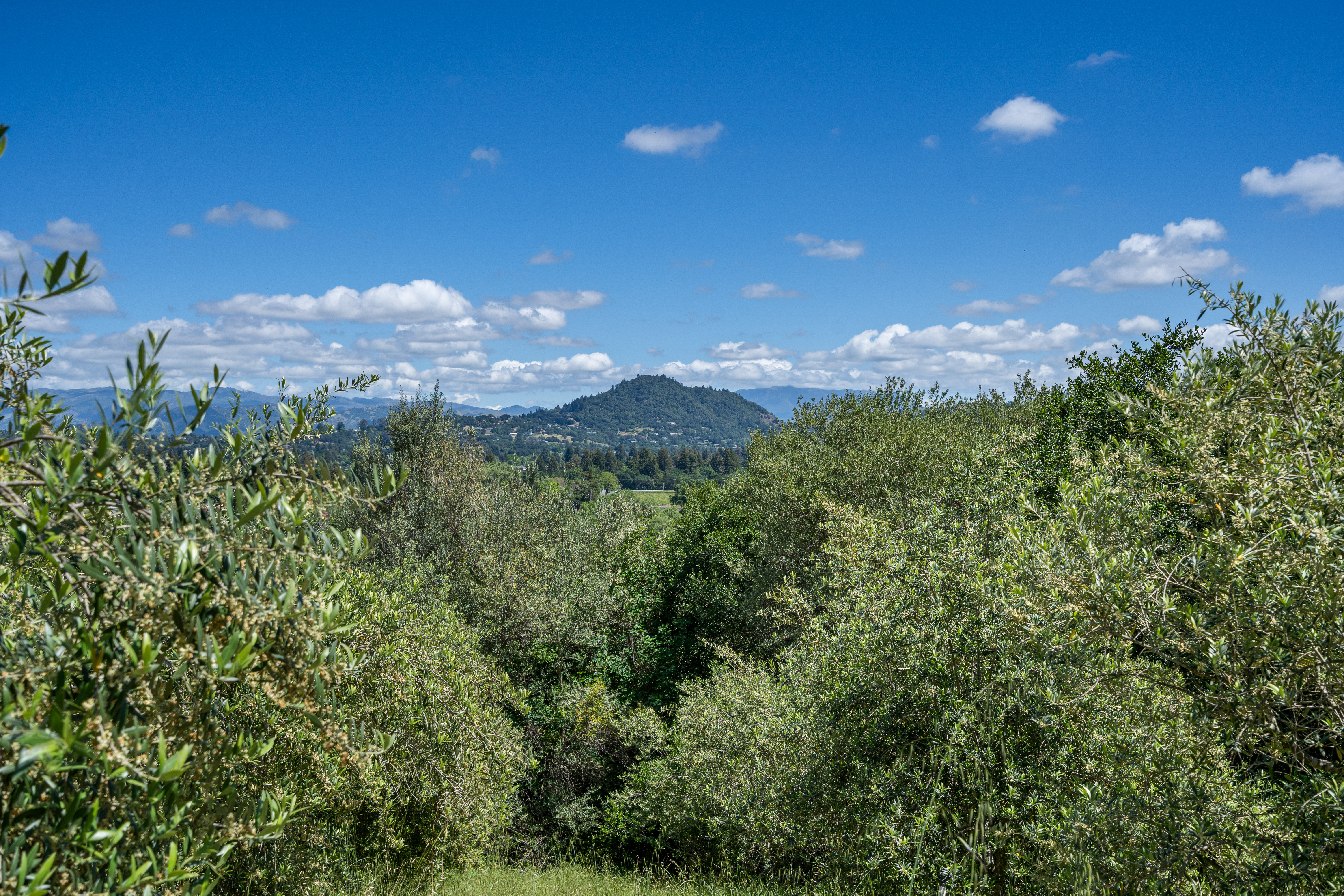  1077 Westside Road, Healdsburg, CA 95448 - 物件實景