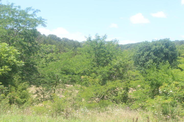 Polk, Missouri, 65727, United States, ,Land,For Sale,1980569