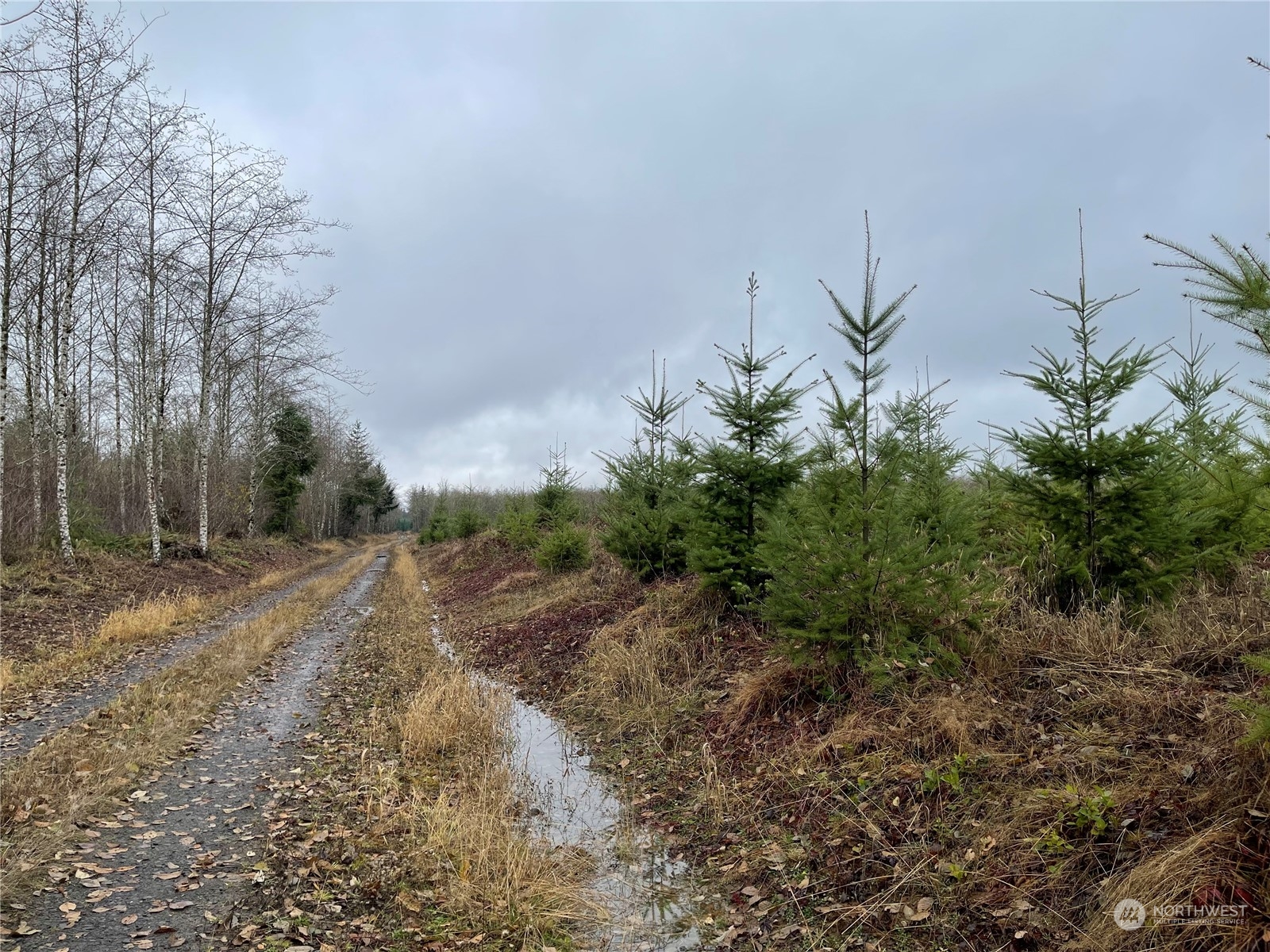 1 Xx Oppelt Road, Onalaska, Washington, 98570, United States, ,Land,For Sale,1 Xx Oppelt Road,1446946
