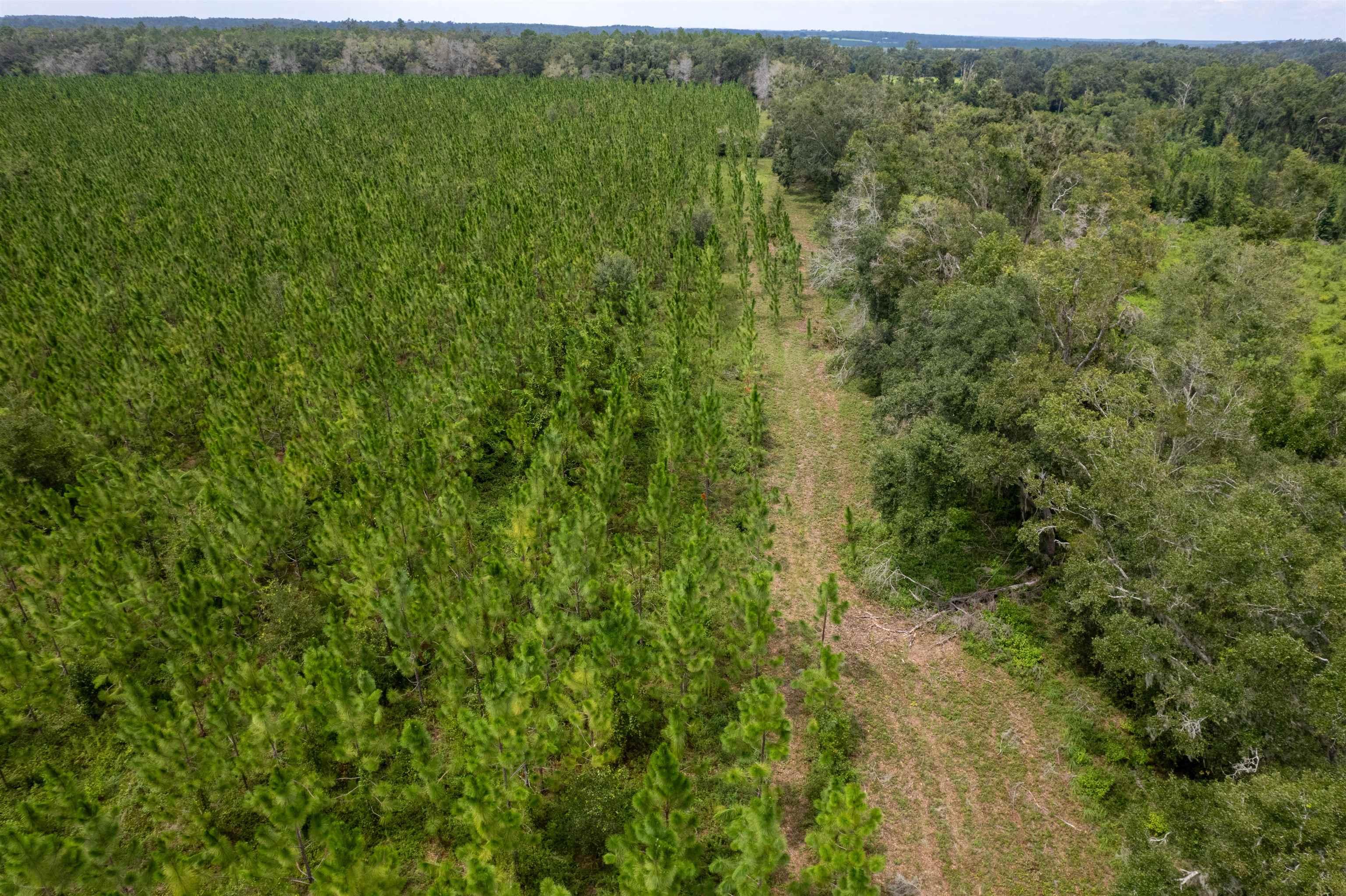 xxx Ne Geranium Street, Madison, Florida, 32340, United States, ,Land,For Sale,xxx Ne Geranium Street,1671968