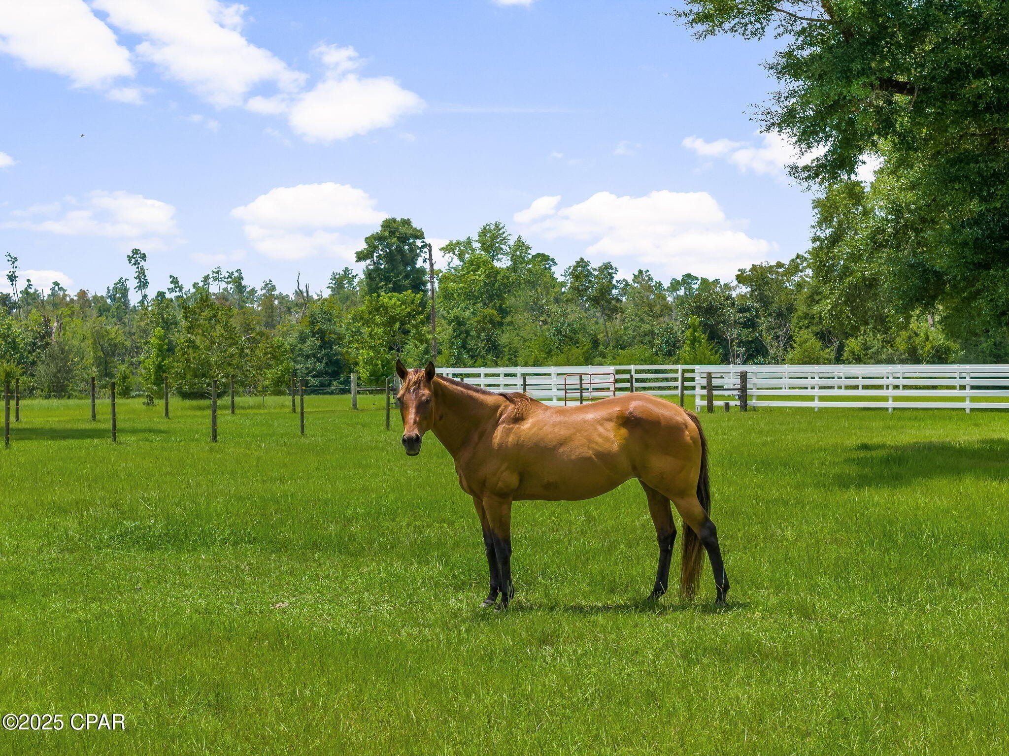 Youngstown, Florida, 32466, United States, 6 Bedrooms Bedrooms, ,6 BathroomsBathrooms,Residential,For Sale,1983496