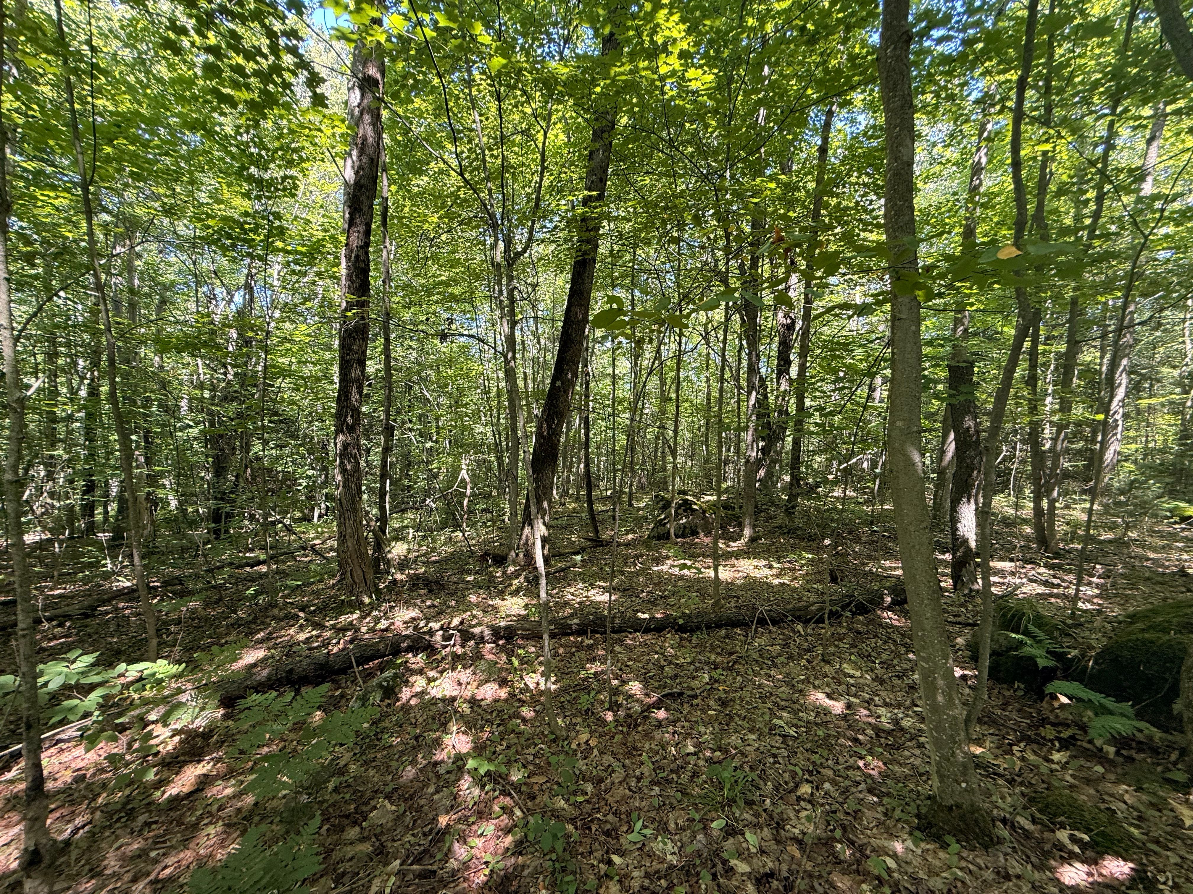  TBD Cook Road, St. Regis Falls, NY 12980 - 物件實景